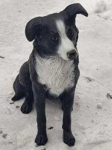 Deko Border Collie lebensgross sitzend, 70 cm hoch 2