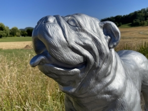 Englische Bulldogge in Silber schraeg von vorne fotografiert.