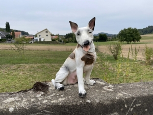 Sitzender Bullterier als Hundefigur in der Frontansicht.