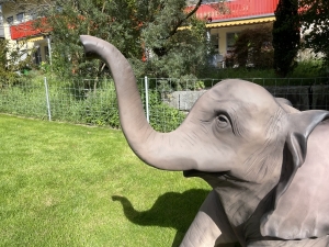 Sitzender Elefant mit erhobenem Ruessel als Detailansicht.