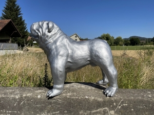 Kopfdetail der silbernen englischen Bulldogge.