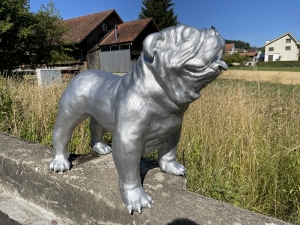 Englische Bulldogge in Silber mit vorderer Ansicht.
