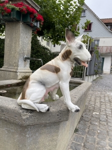 Hundefigur Bullterier sitzend mit seitlicher Koerperansicht.