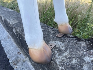 Hufdetail der schwarz-weissen Kuhfigur