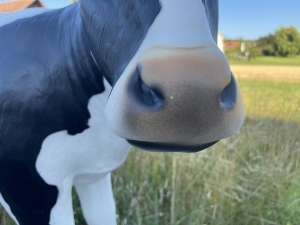 Nasendetail der schwarz-weissen Kuhfigur