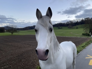 Lebensgrosses Schimmel Pferd frontal mit ruhigem Ausdruck.