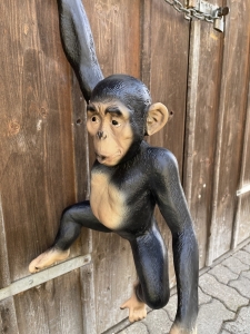 Haengender Schimpanse in klarer Frontalansicht.