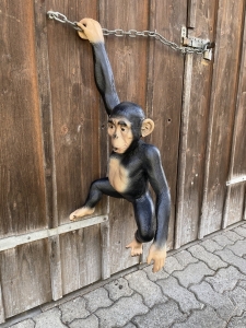 Affe Schimpanse haengend in schraeger Ansicht.