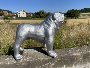 Silberne englische Bulldogge in ruhiger Profilansicht.
