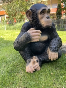 Sitzender Schimpanse in schraeger Seitenansicht