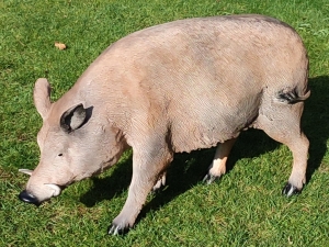 Keiler / Eber Wildschwein stehend gross, 115 cm lang 1