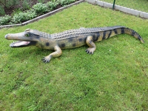 XXL Deko Krokodil für Garten und Teich, 2 Meter lang 7